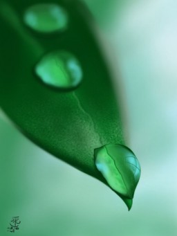 Leaf o droplets, por KitKeat
