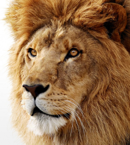 Close no leão do Mac OS X 10.7 Lion