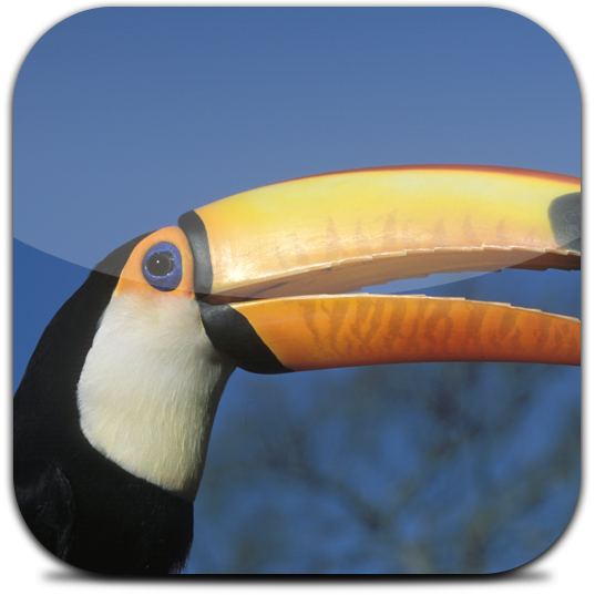 Ícone do Iguassu Birds
