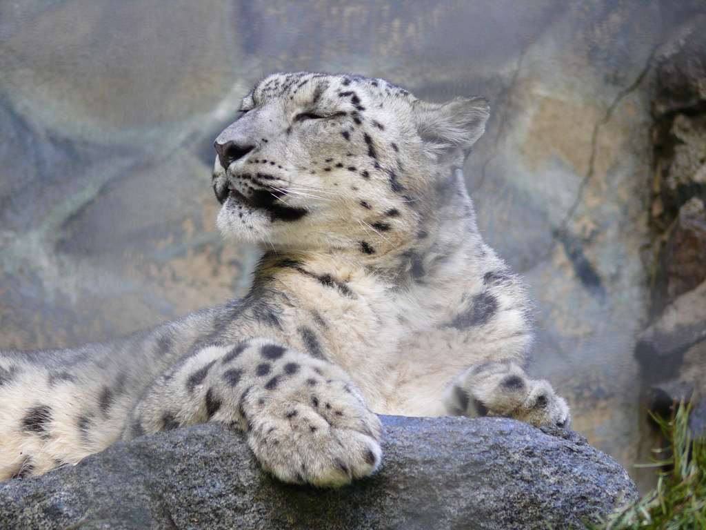 Snow Leopard boçal