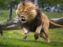 Leão correndo