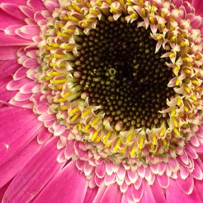 Fotografia de uma flor - iPhone 4S