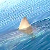 Tubarão filmado com iPhone 4S