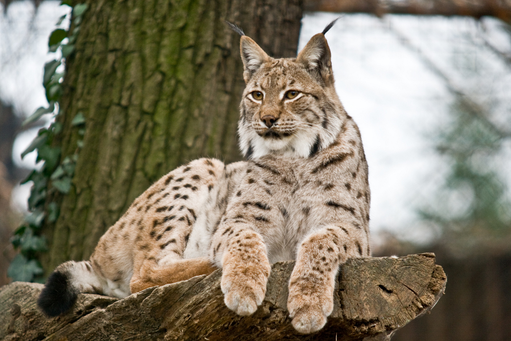 Lynx (Lince)