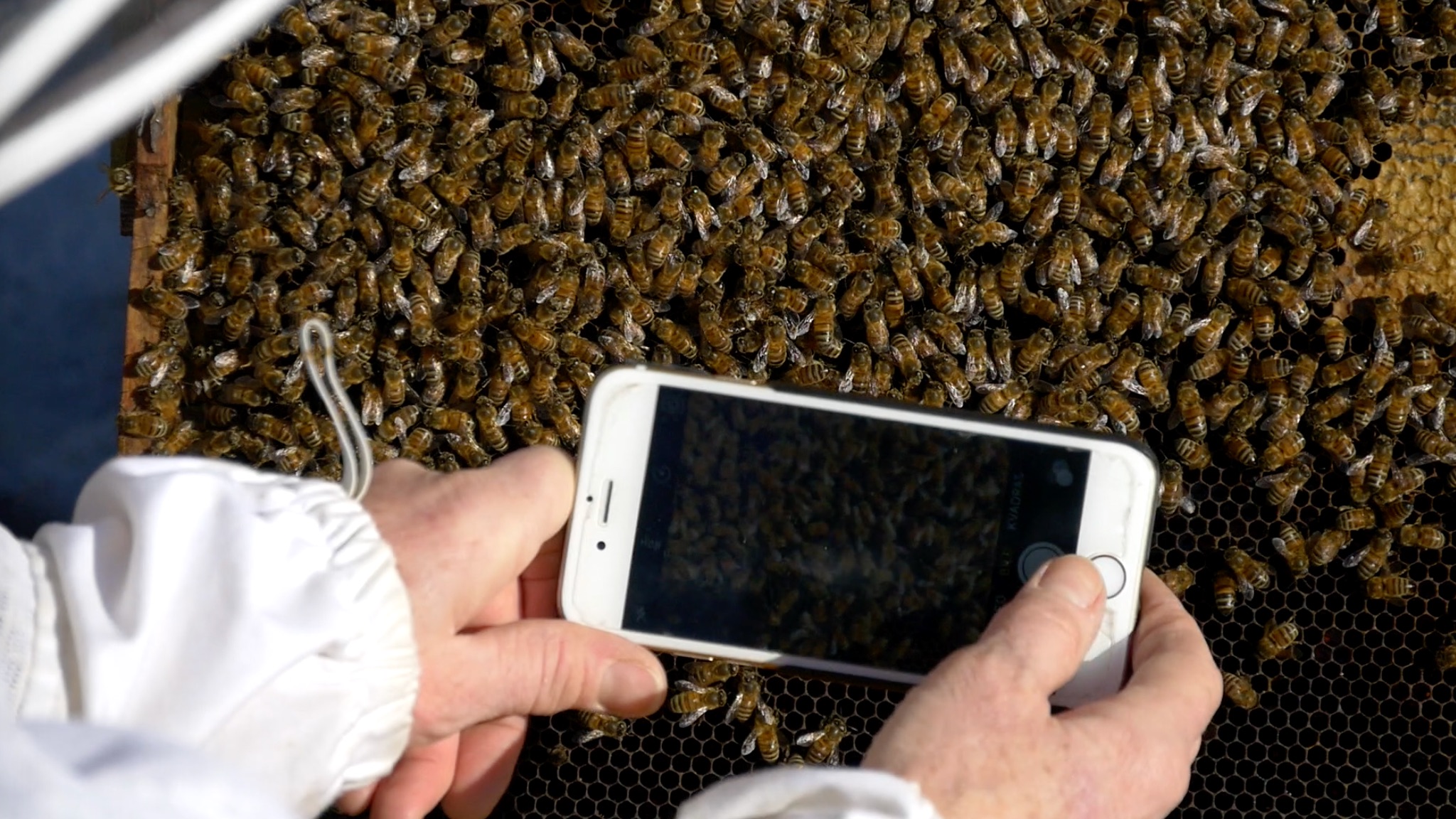 BeeScanning