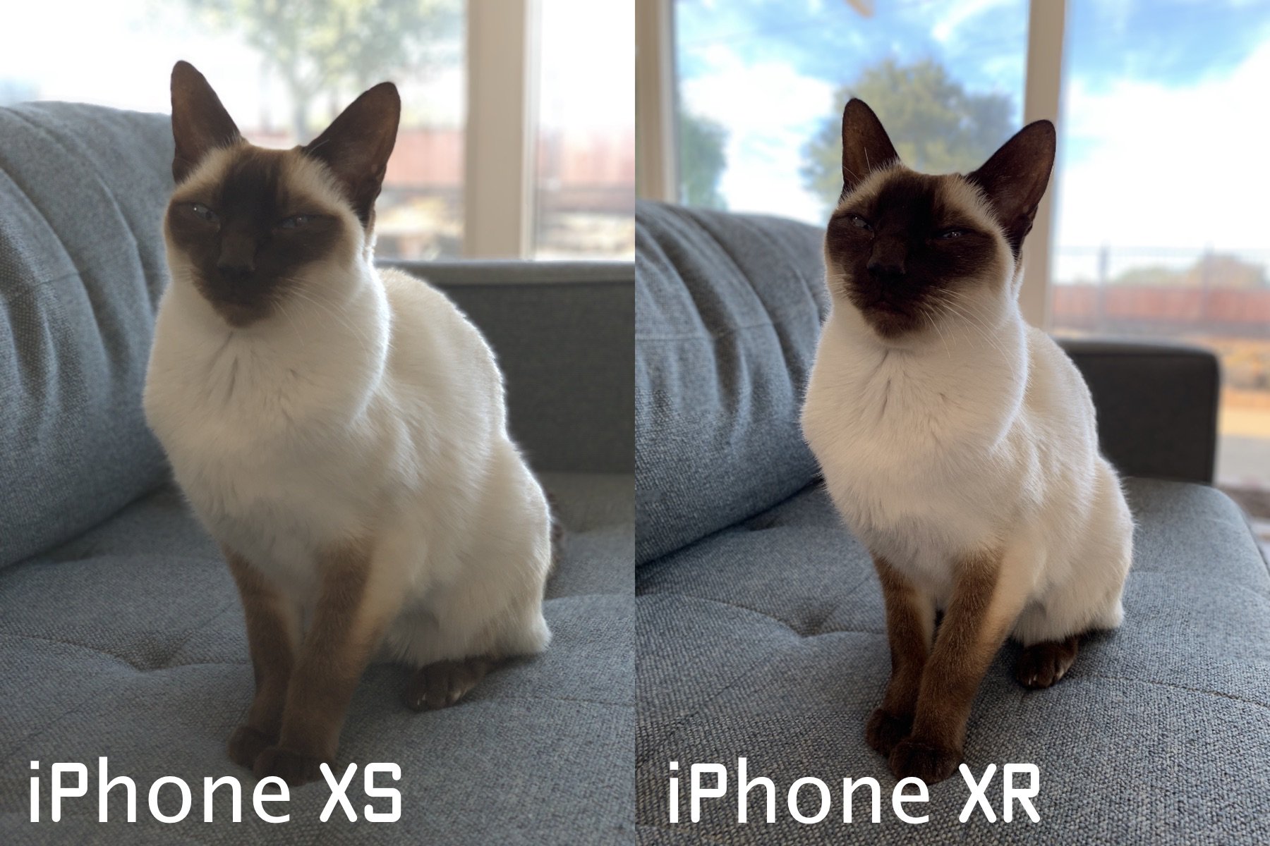 Modo Retrato em animais no iPhone XR