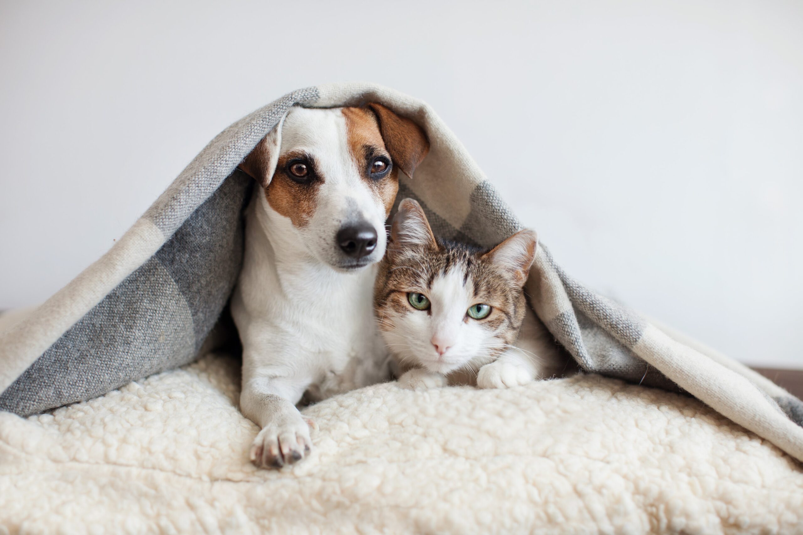 Cão/cachorro e gato na cama