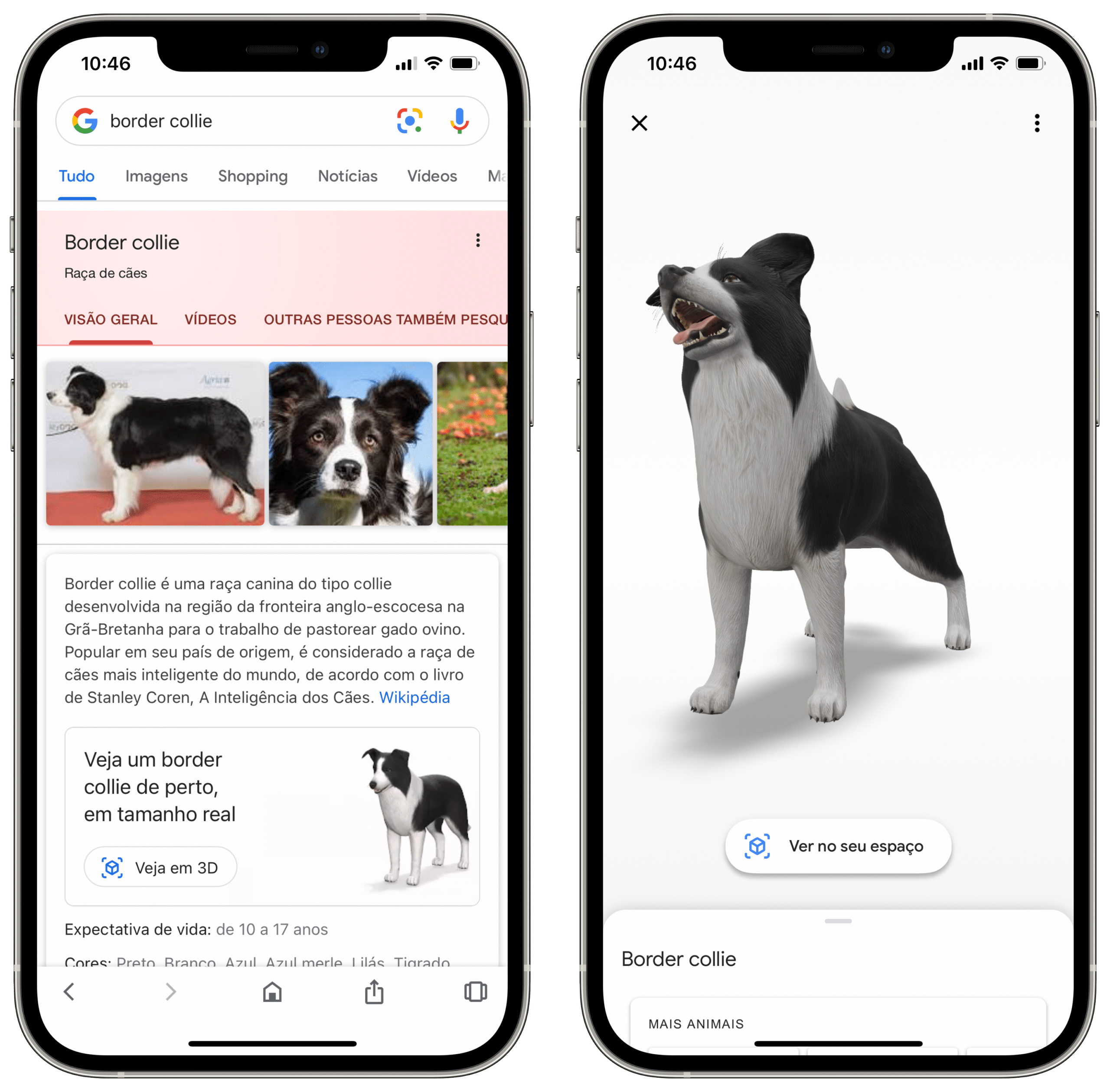 Ferramenta do Google leva animais para dentro de casa