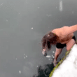 Canadense pula em água congelante para resgatar iPhone