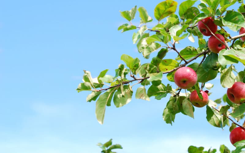 Árvore com maçãs