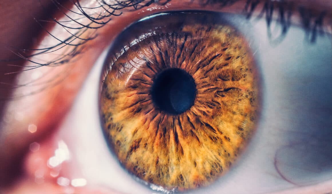 Retina do olho