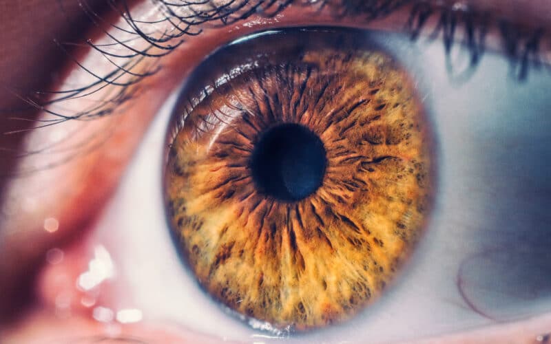 Retina do olho