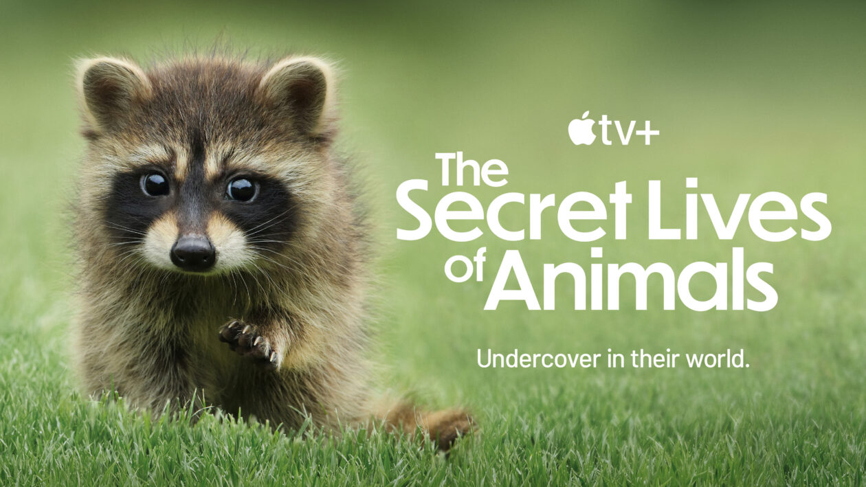 Apple TV+: veja o trailer de “The Secret Lives of Animals”, com Hugh Bonneville