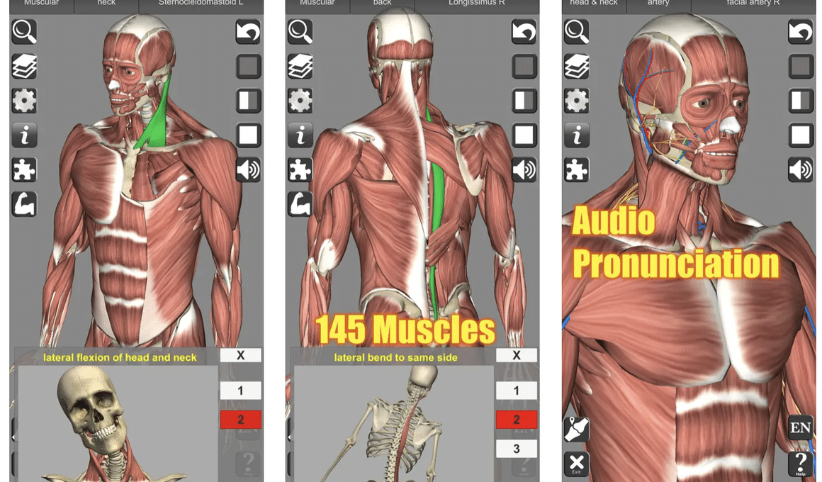 3D Anatomy