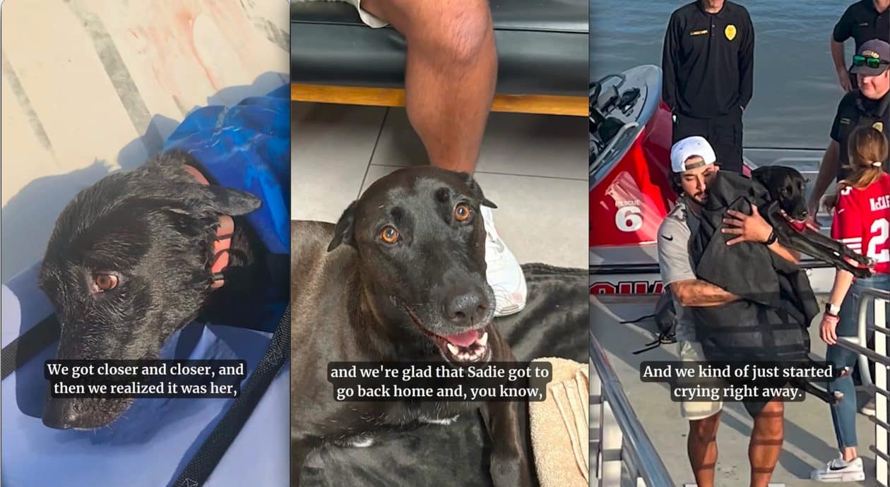 AirTag ajuda a reunir cadela e tutores após resgate no mar