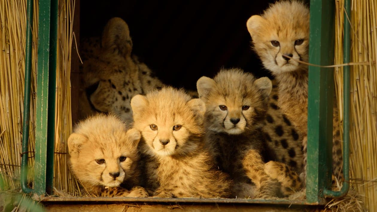 Estreia do dia no Apple TV: “Selvagens por Natureza” (“Born to Be Wild”)