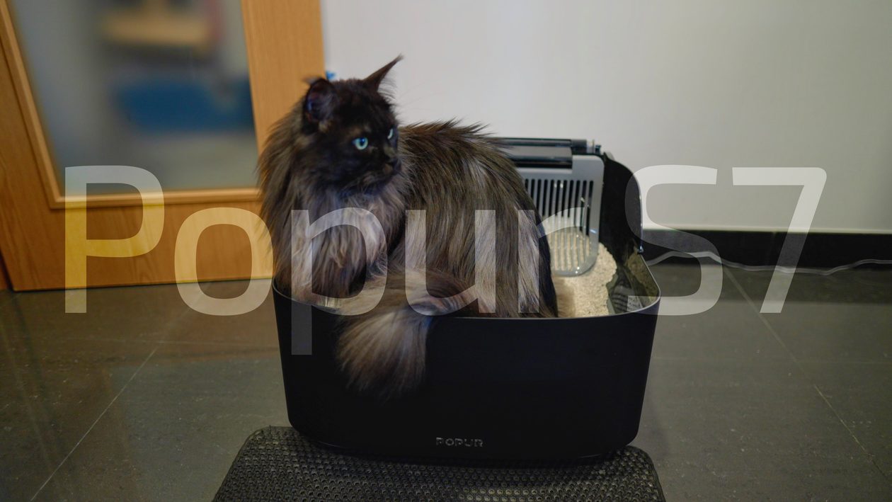 Vídeo: Popur S7 — a caixa de areia inteligente para gatos ficou ainda melhor