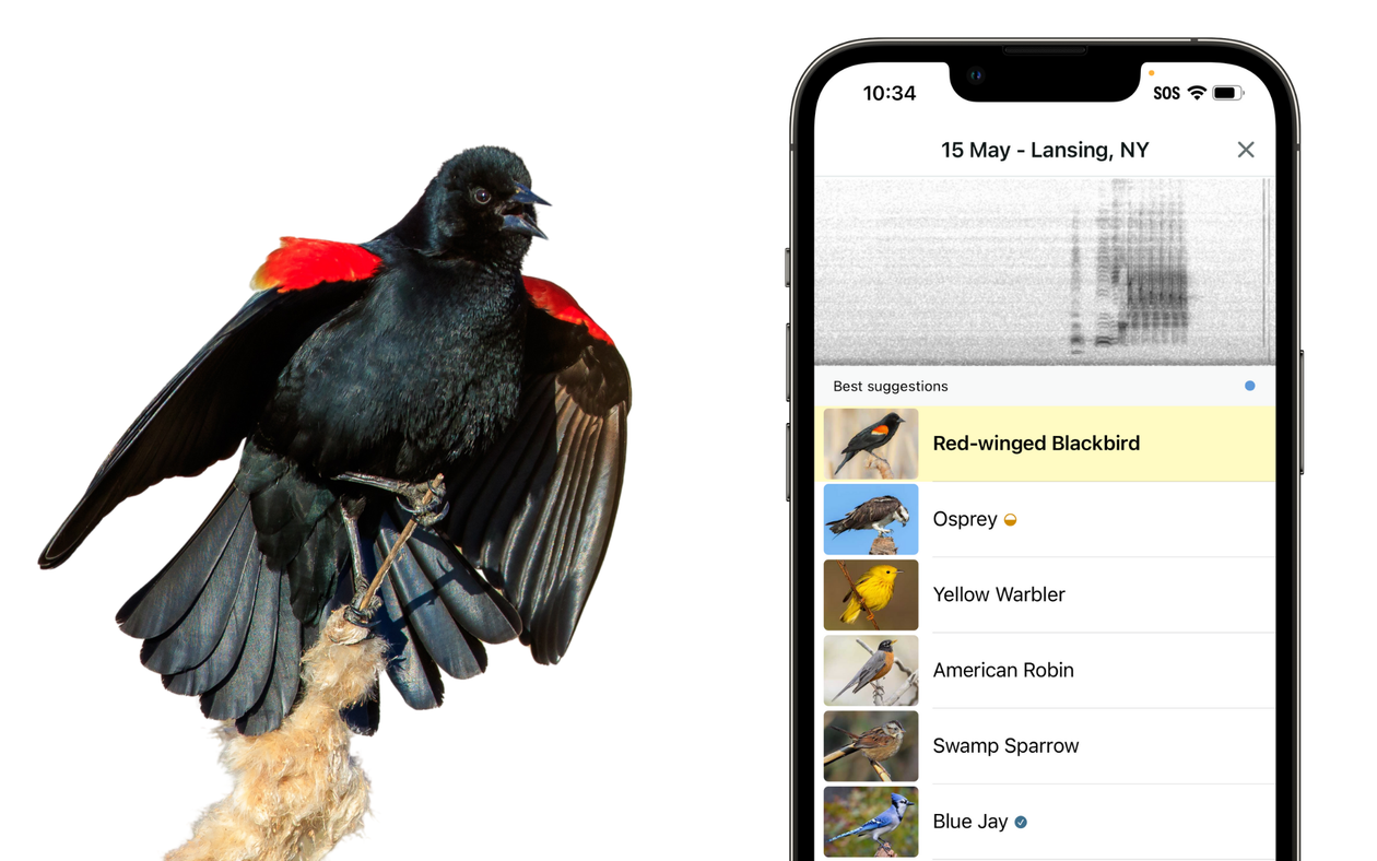 App Merlin Bird ID permite identificar pássaros por som ou imagem